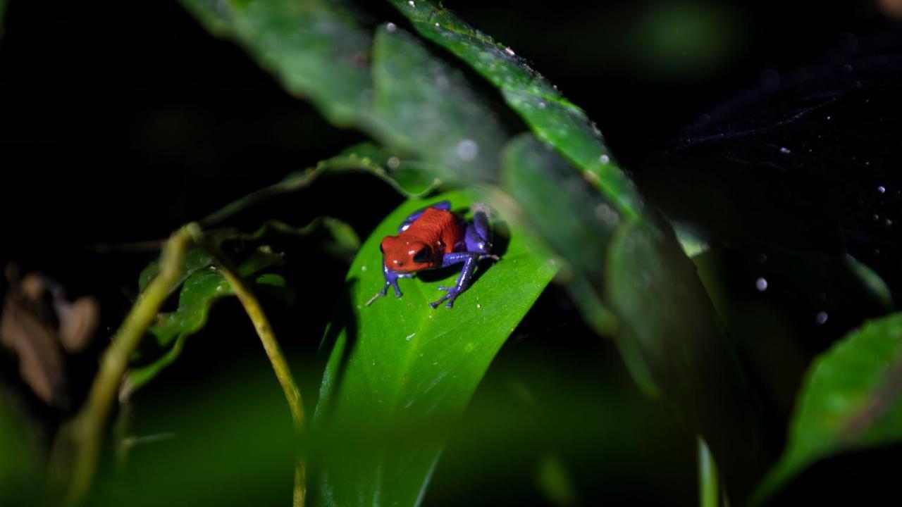 Hotel Rancho Cerro Azul La Fortuna Kültér fotó