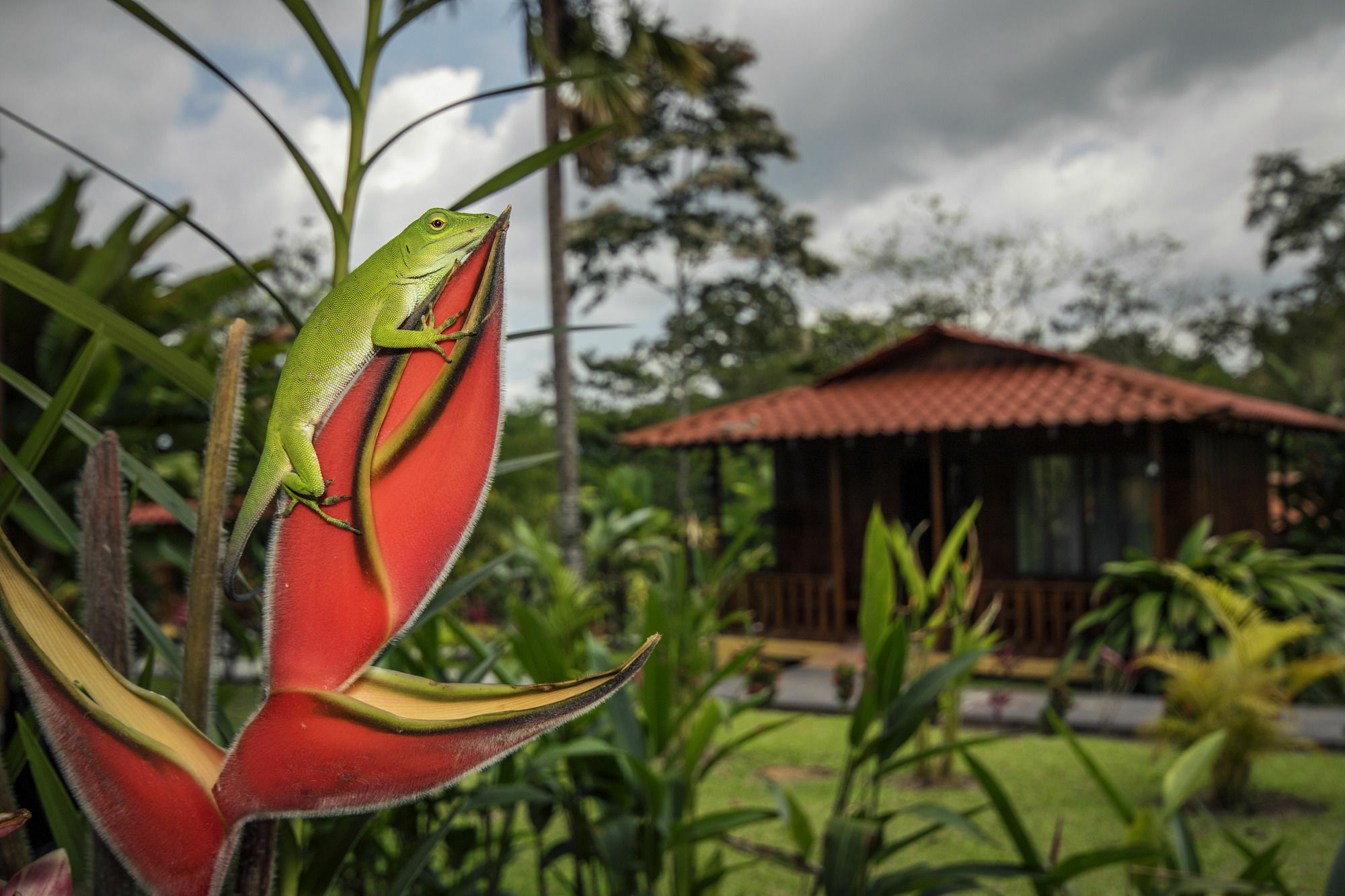 Hotel Rancho Cerro Azul La Fortuna Kültér fotó